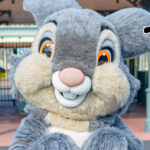 とんすけ（サンパー）のカード