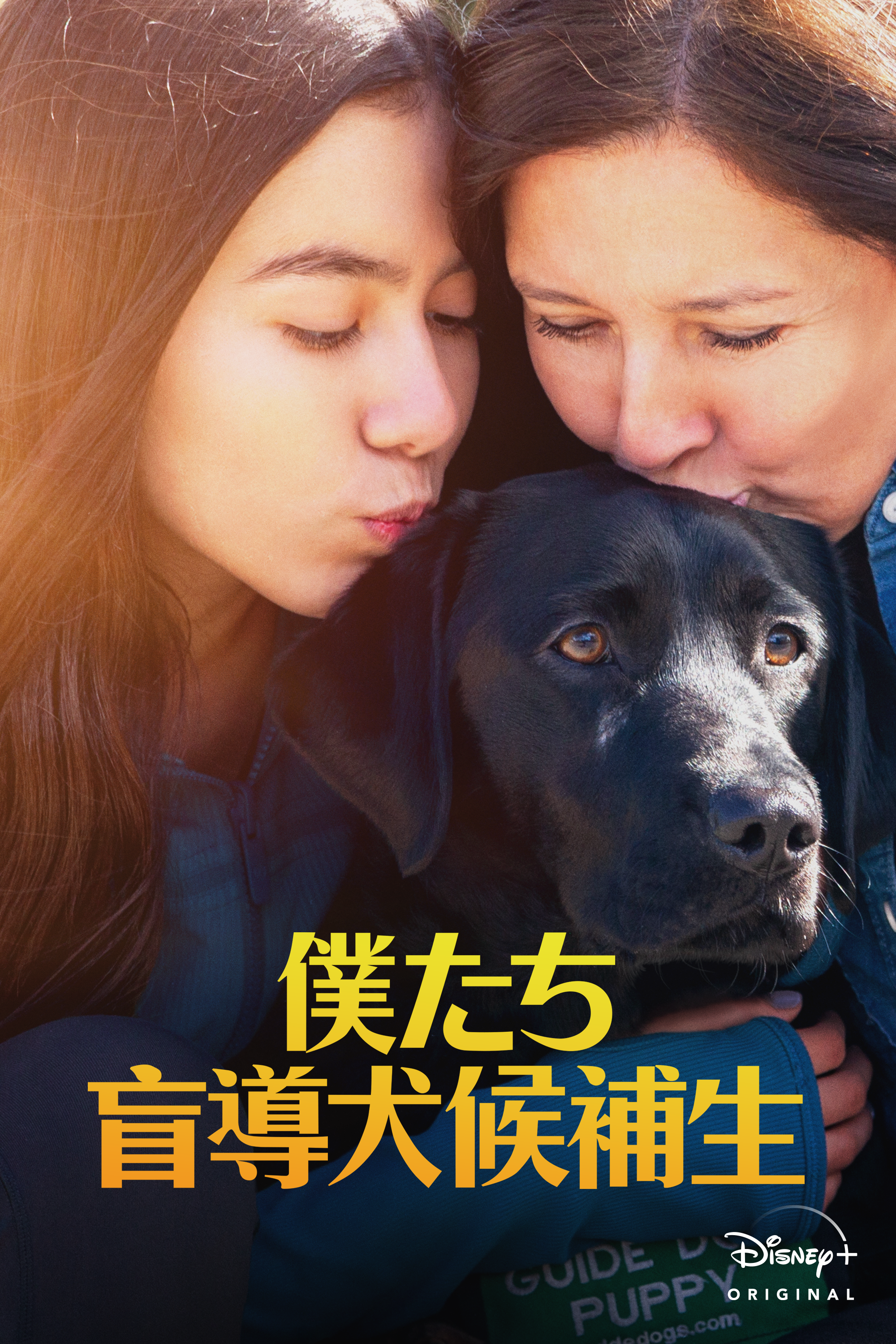 僕たちの盲導犬候補生