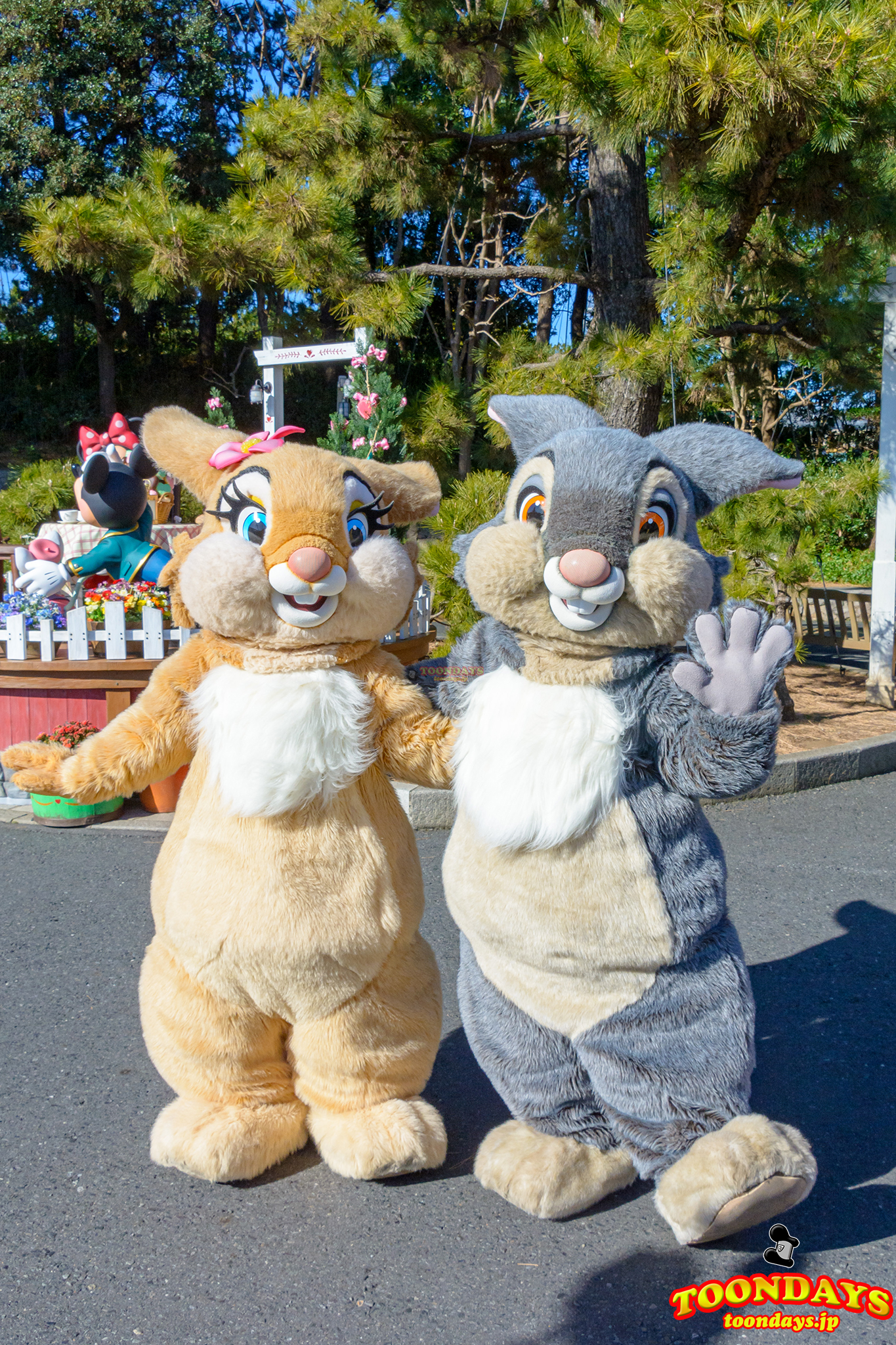 サンパーとミスバニー