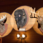 カントリーベアのバッファローのバフ